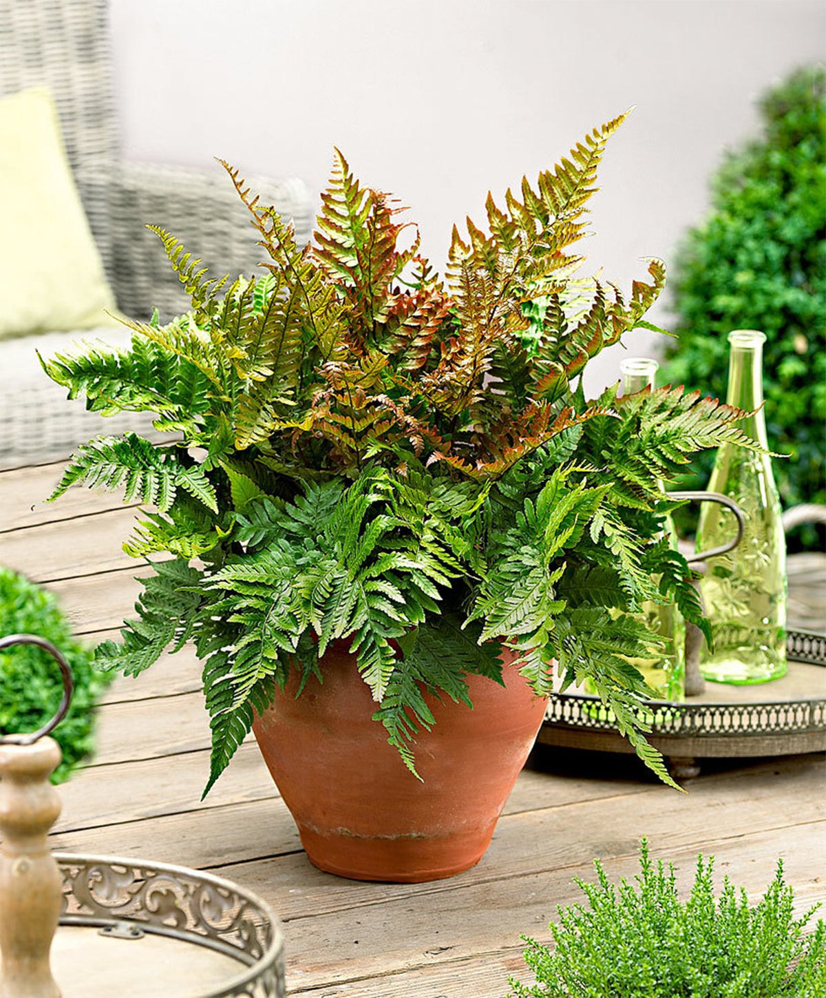 Autumn Fern matures into a graceful vase shape in outdoor containers.