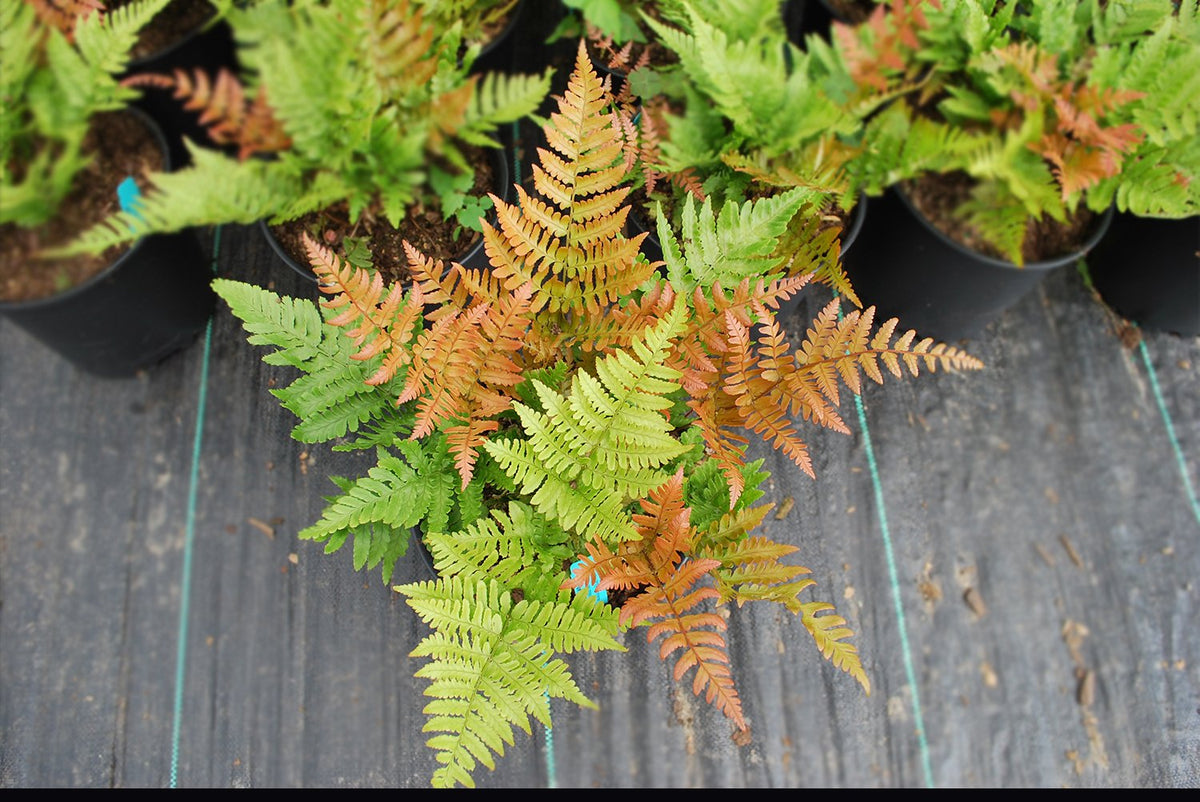 Easy-care fern suited for indoor windowsills or shaded patios with moist soil.