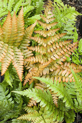 Autumn Fern thrives in shade garden beds and containers with moist soil.