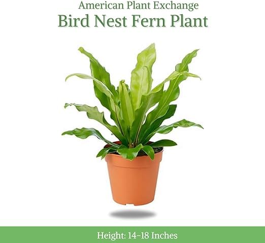 American Plant Exchange Bird's Nest Fern central rosette ideal for indoor tropical decor
