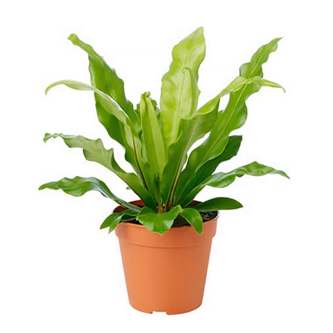 American Plant Exchange Bird's Nest Fern fronds in a 6-inch pot for low-light spaces