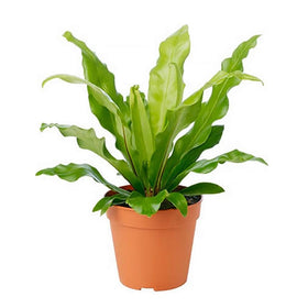 American Plant Exchange Bird's Nest Fern fronds in a 6-inch pot for low-light spaces