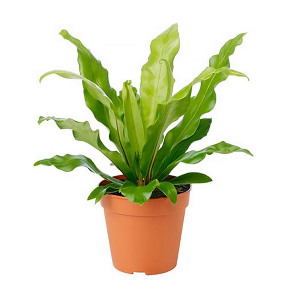 American Plant Exchange Bird's Nest Fern fronds in a 6-inch pot for low-light spaces