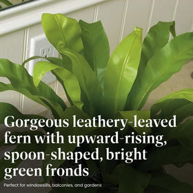 American Plant Exchange Bird's Nest Fern indirect light thrives in bathrooms and bedrooms