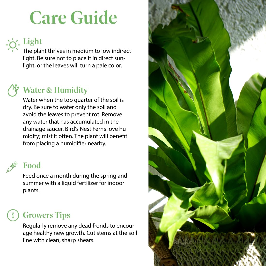 American Plant Exchange Bird's Nest Fern adds tropical decor to shelves or stands
