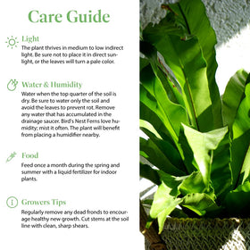 American Plant Exchange Bird's Nest Fern adds tropical decor to shelves or stands