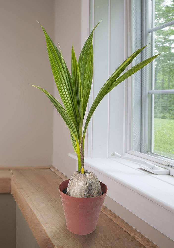 American Plant Exchange coconut husk base adds natural texture and island charm.