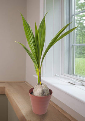 American Plant Exchange coconut husk base adds natural texture and island charm.