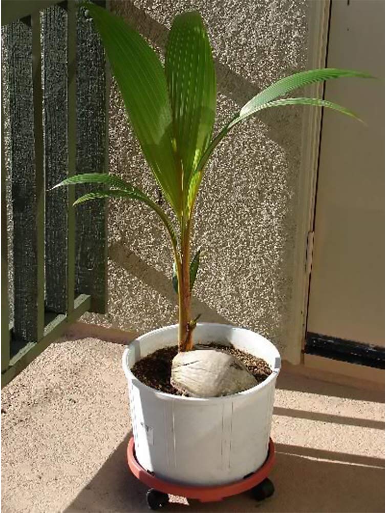 American Plant Exchange compact palm in a six-inch pot fits small spaces.