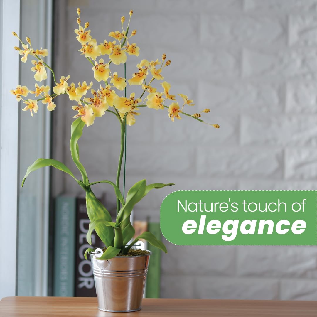 American Plant Exchange Dancing Lady orchid blossoms brighten home interiors.