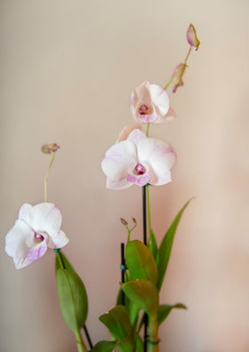 American Plant Exchange Dendrobium Orchid 4inch pot ready for gifting.