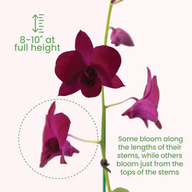Dendrobium Orchid under bright indirect light by American Plant Exchange.