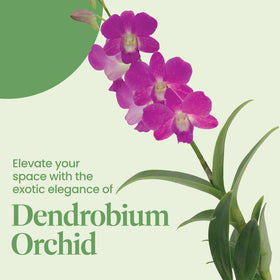 Gift-ready Dendrobium Orchid from American Plant Exchange for celebrations.