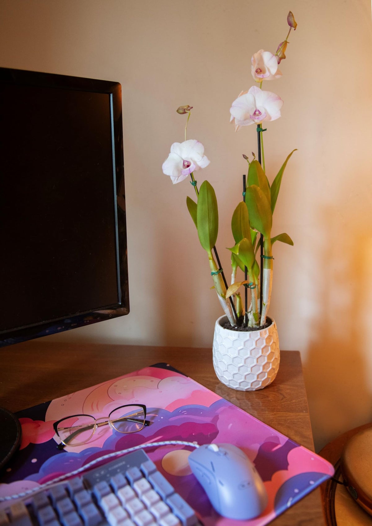 Dendrobium Orchid stem display by American Plant Exchange for stylish desks.