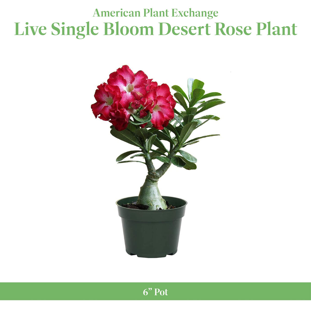 Desert Rose trumpet blooms add vibrant color to patios