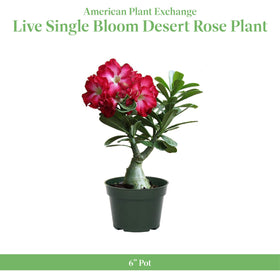 Desert Rose trumpet blooms add vibrant color to patios