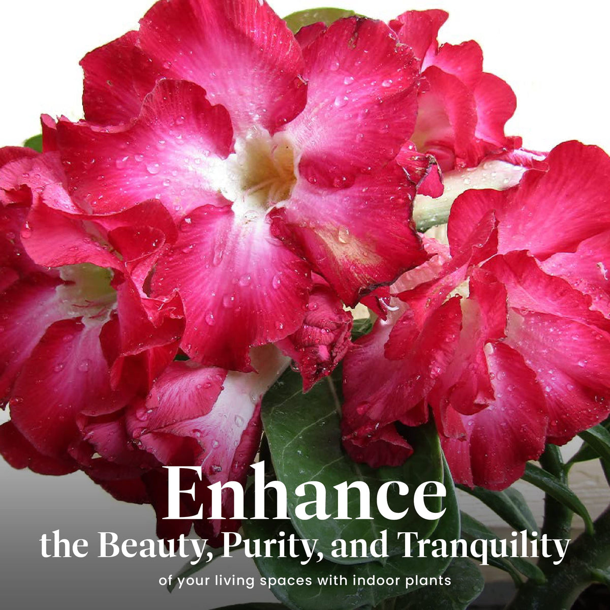 Desert Rose in bonsai-style form adds artistic container flair
