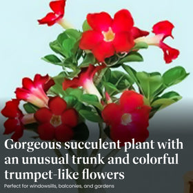 Desert Rose in a 5-inch pot suits desks and windowsills