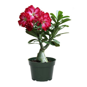 American Plant Exchange Desert Rose with sculptural trunk enhances indoor spaces