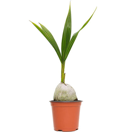 American Plant Exchange dwarf Malayan coconut palm fronds enhance indoor tropical ambiance.