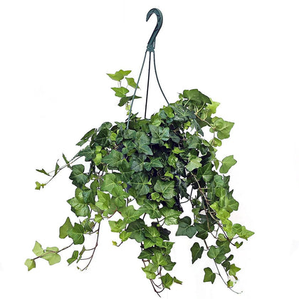 American Plant Exchange English Ivy hanging basket provides trailing foliage for home or office decor and air purification.