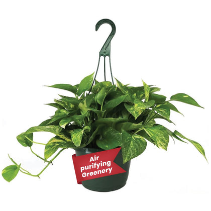 American Plant Exchange Golden Pothos hanging basket with variegated leaves brightens indoor spaces