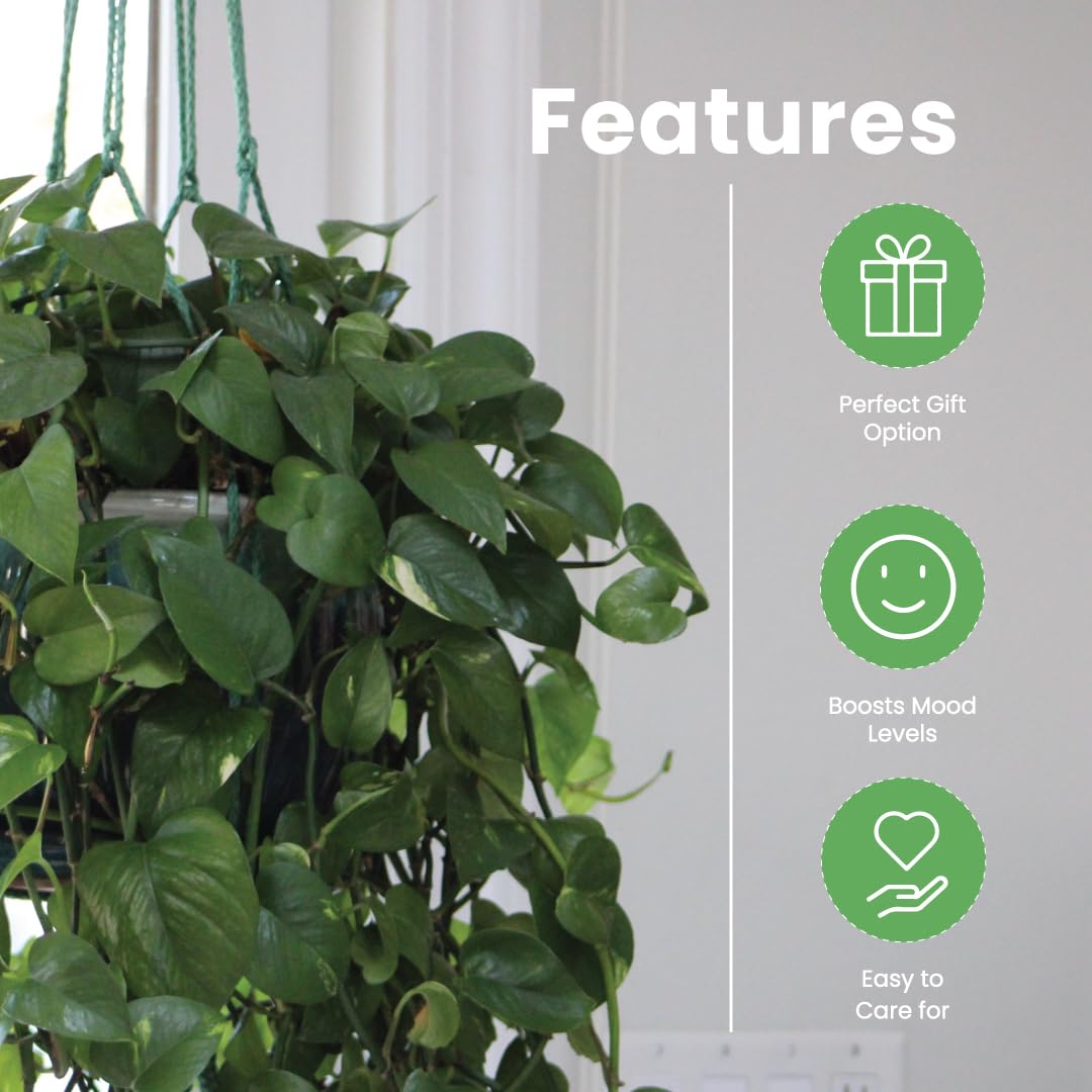 Golden Pothos indoor greenery enhancing home and office decor