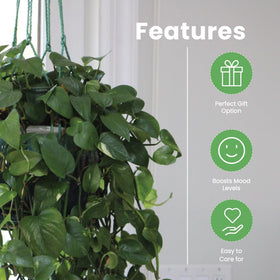 Golden Pothos indoor greenery enhancing home and office decor