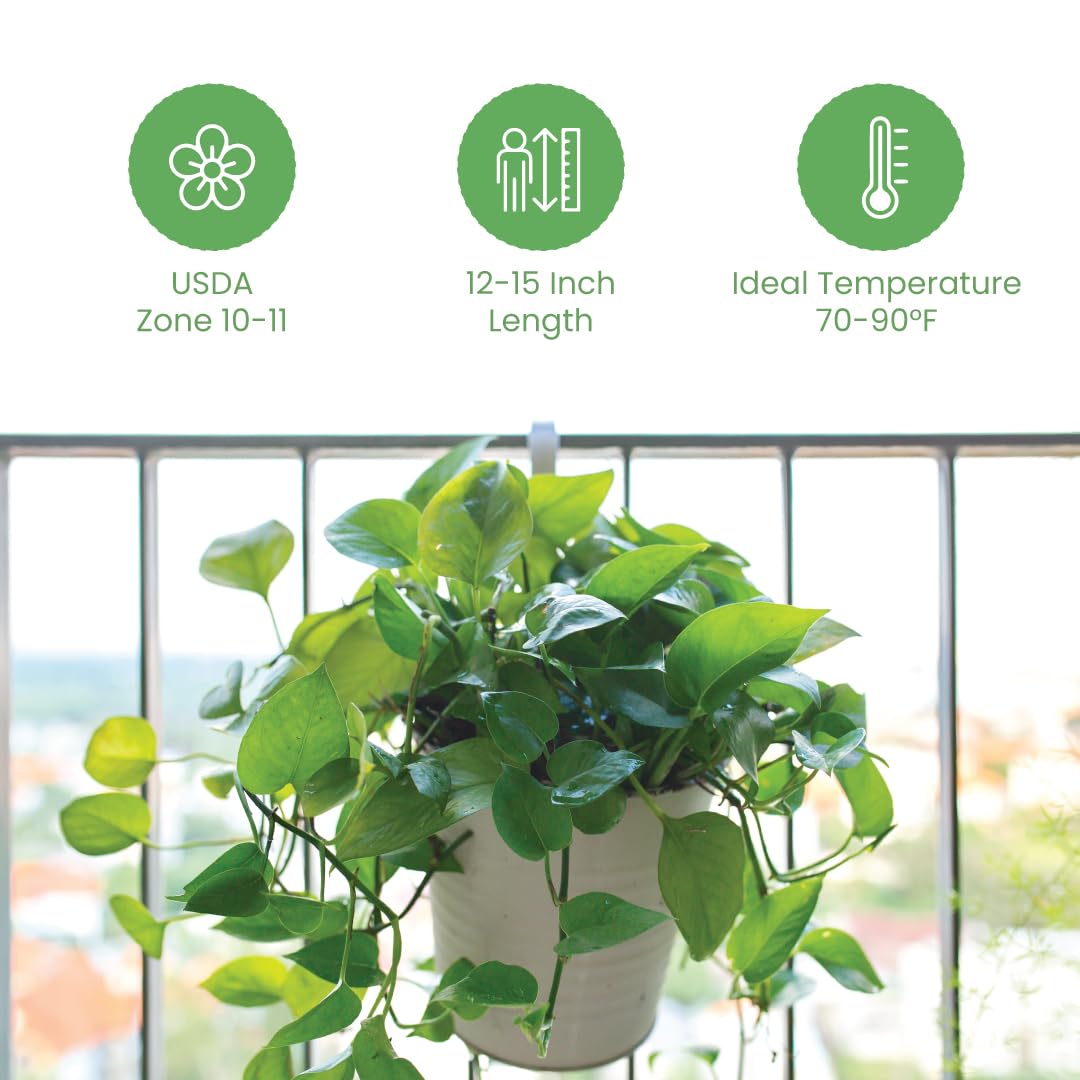 Golden Pothos trailing vine displayed in a hanging arrangement