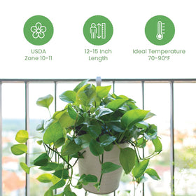Golden Pothos trailing vine displayed in a hanging arrangement