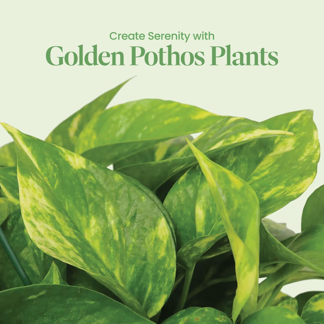 American Plant Exchange Golden Pothos variegated leaves trail gracefully indoors