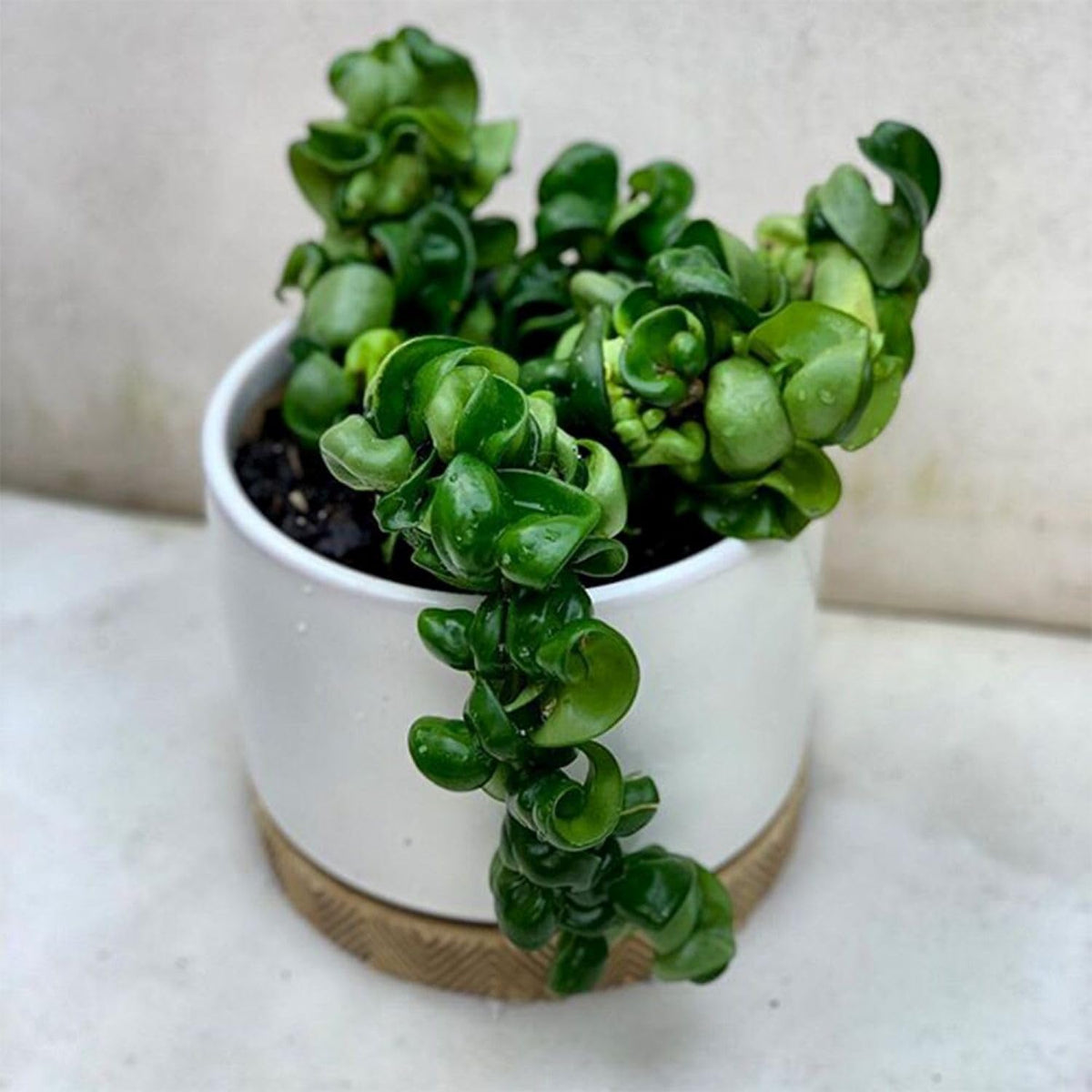 Hoya Hindu Rope in a 6-inch pot fits compact indoor spaces.