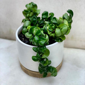 Hoya Hindu Rope in a 6-inch pot fits compact indoor spaces.