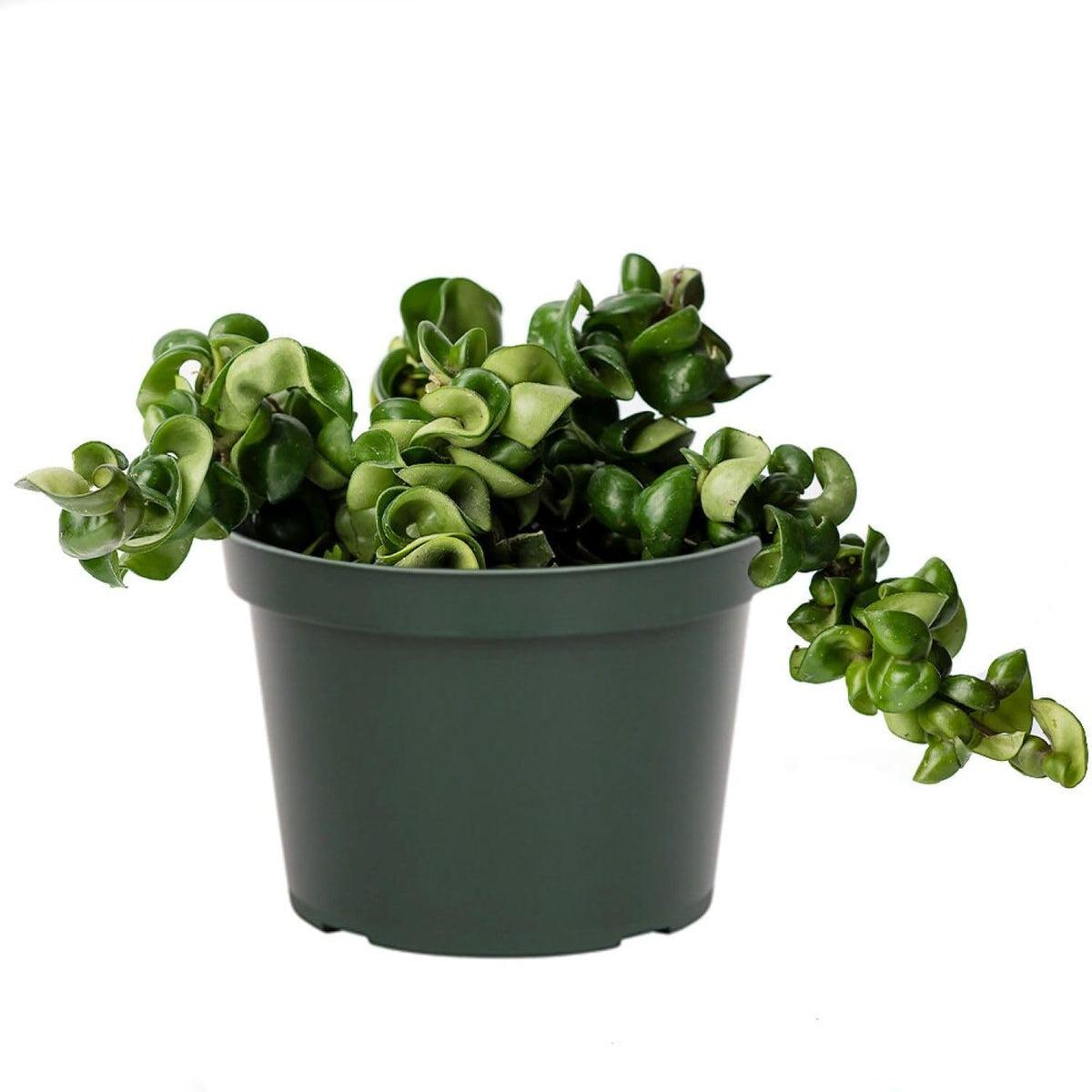 American Plant Exchange Hoya Hindu Rope cascade vines create dramatic space-saving decor.