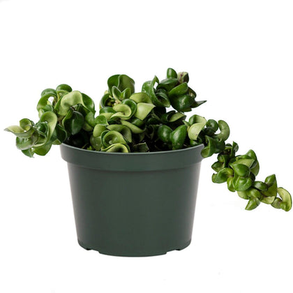 American Plant Exchange Hoya Hindu Rope cascade vines create dramatic space-saving decor.