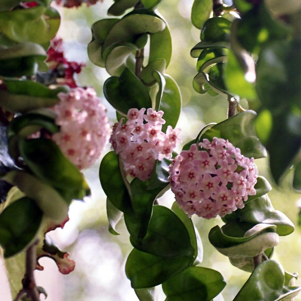 Hoya Hindu Rope displayed in a hanging basket for a cascading effect.
