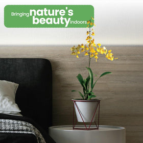 American Plant Exchange orchid in bright indirect light demonstrates easy indoor care.