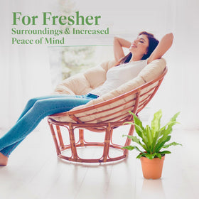 American Plant Exchange Lush Bird's Nest Fern enhances modern interior design