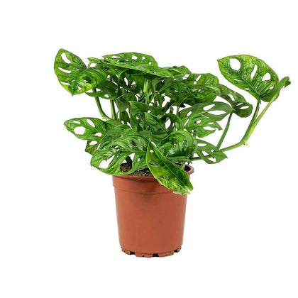 American Plant Exchange Monstera Adansonii in a 6-inch pot with lush trailing vines for indoors