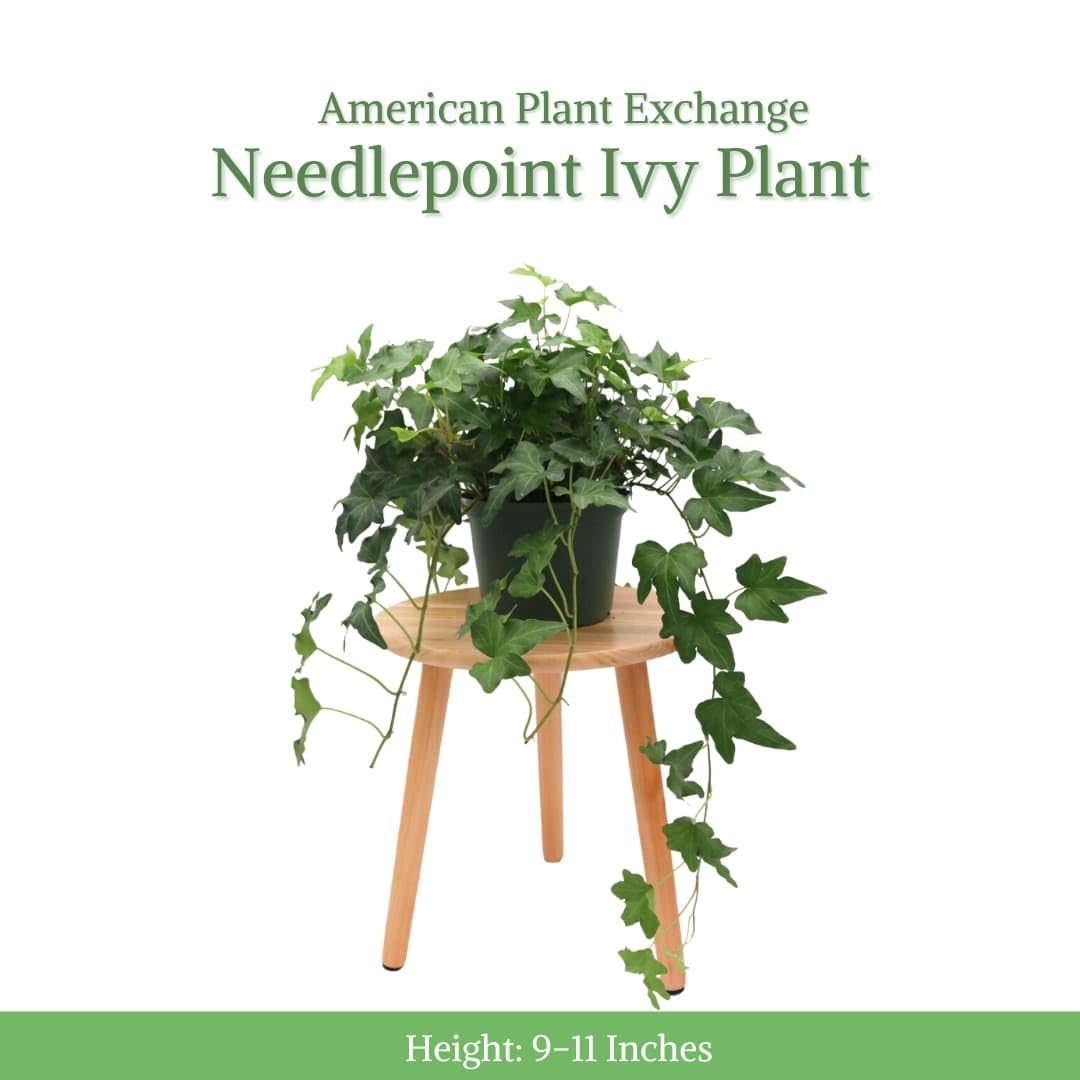 Needlepoint Ivy in a hanging basket displaying cascading greenery.