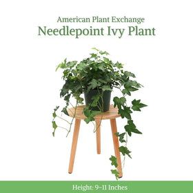 Needlepoint Ivy in a hanging basket displaying cascading greenery.