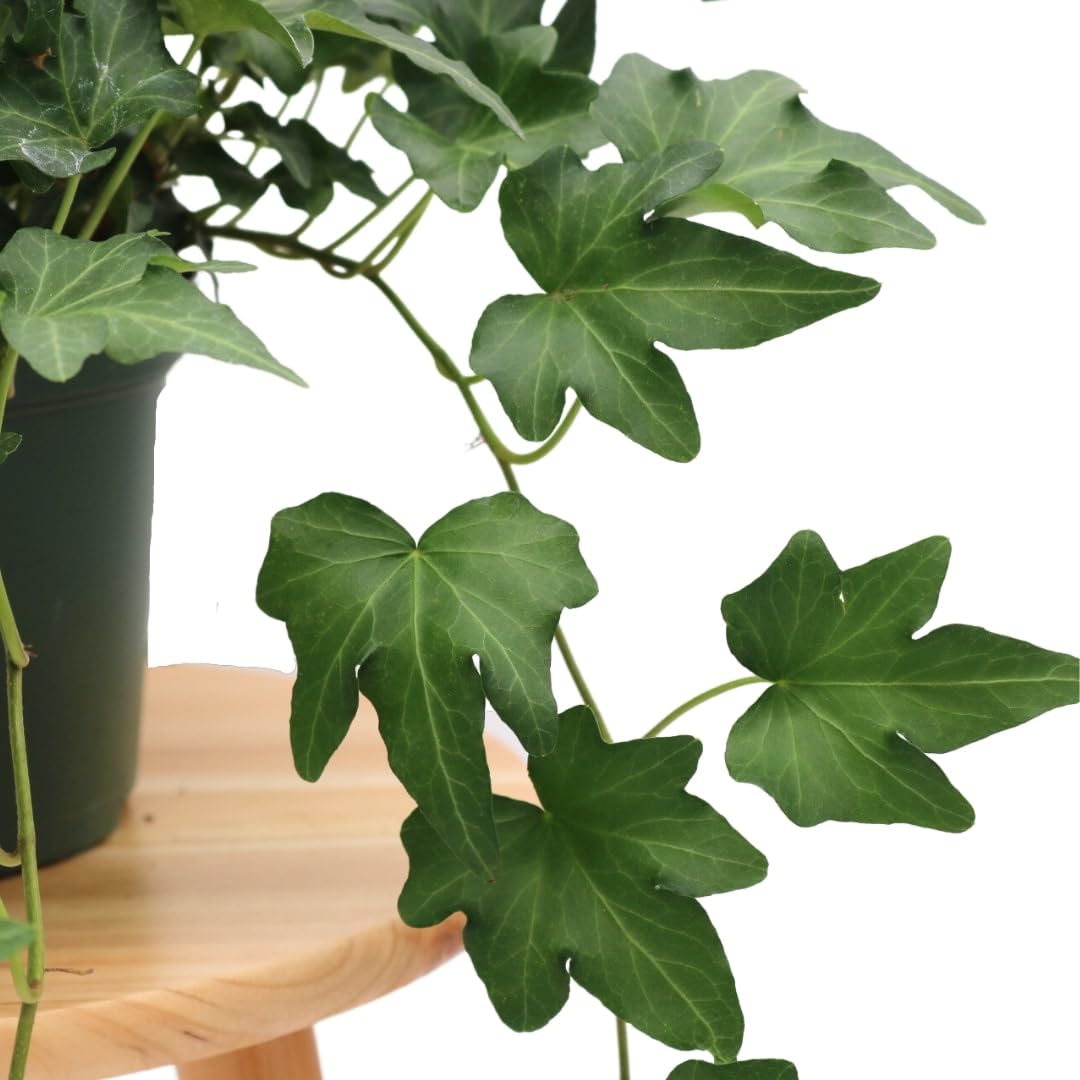 Needlepoint Ivy styled on an indoor shelf for timeless decor.
