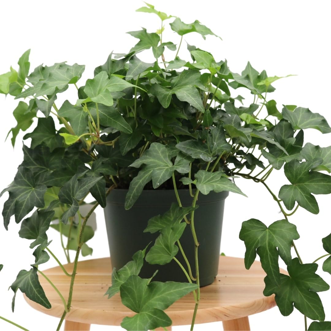 Close-up of Needlepoint Ivy leaves showing pointed foliage and rich green color.
