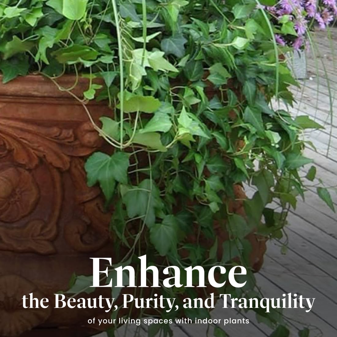 Needlepoint Ivy planted in a patio container for shaded outdoor spaces.