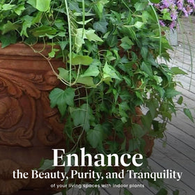 Needlepoint Ivy planted in a patio container for shaded outdoor spaces.