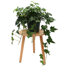 American Plant Exchange Needlepoint Ivy trailing vine in a 6-inch pot, ideal for indoor decor.