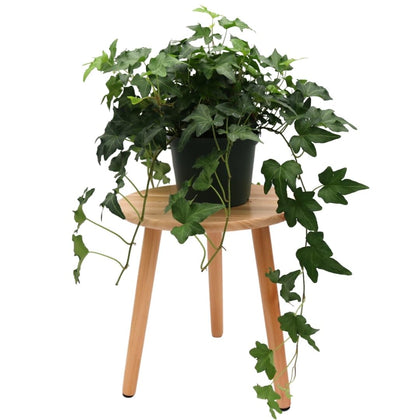 American Plant Exchange Needlepoint Ivy trailing vine in a 6-inch pot, ideal for indoor decor.