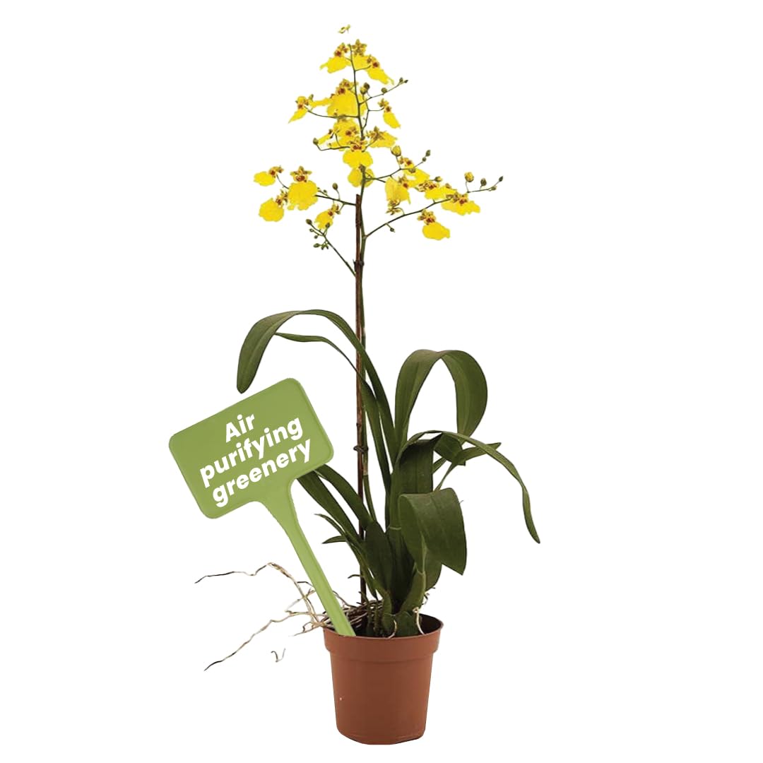 American Plant Exchange Oncidium orchid bloom close-up for vibrant indoor decor.