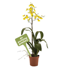 American Plant Exchange Oncidium orchid bloom close-up for vibrant indoor decor.