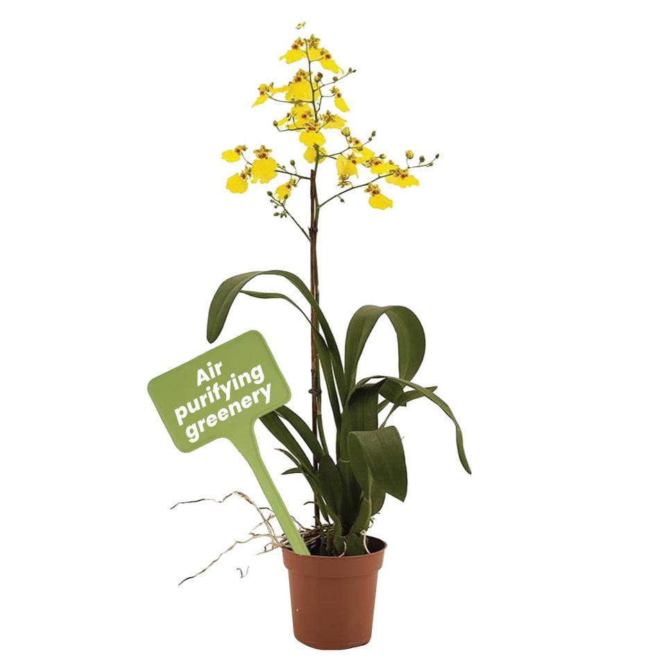 American Plant Exchange Oncidium orchid bloom close-up for vibrant indoor decor.
